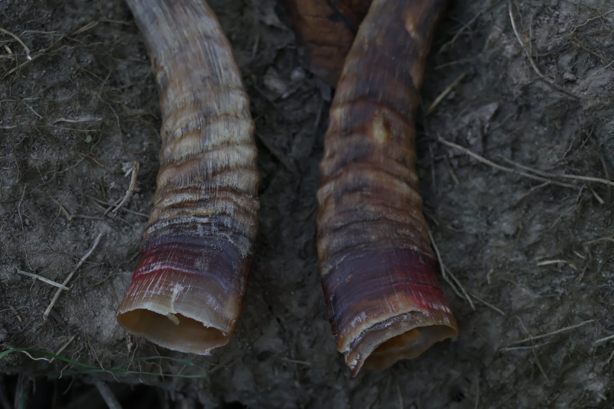 Goat Horns