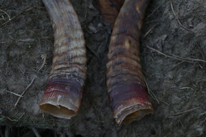 Goat Horns