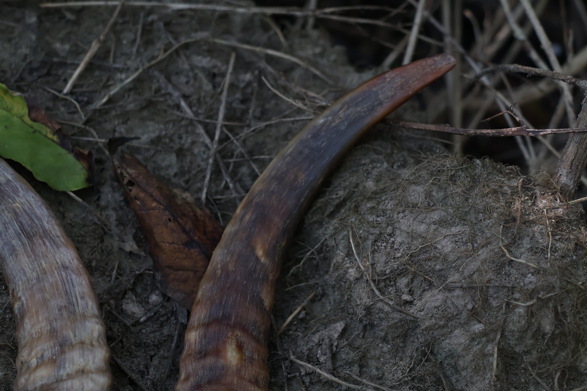 Goat Horns