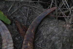 Goat Horns