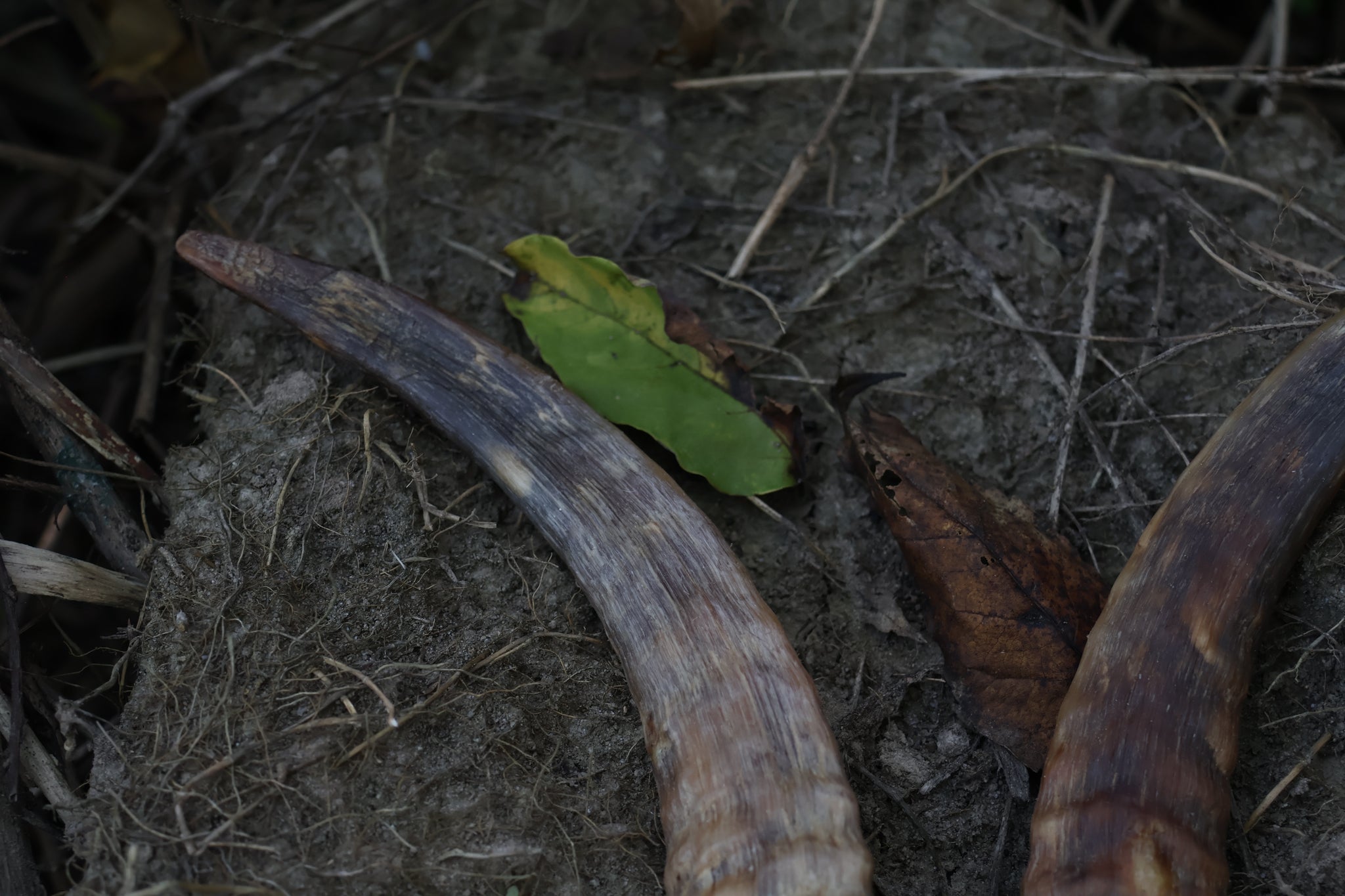 Goat Horns