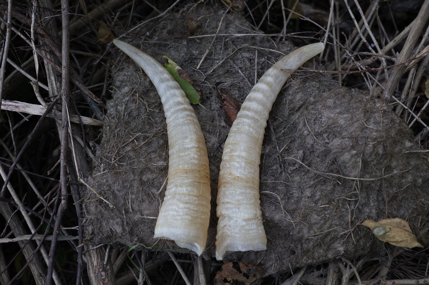 Goat Horns