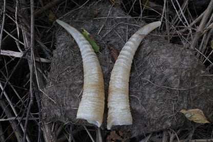 Goat Horns