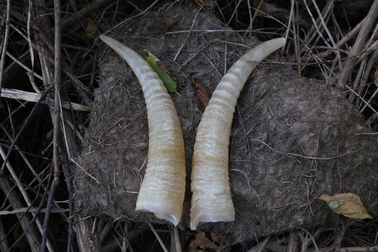 Goat Horns