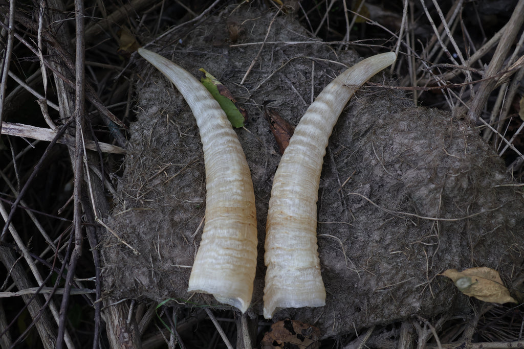 Goat Horns