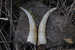 Goat Horns
