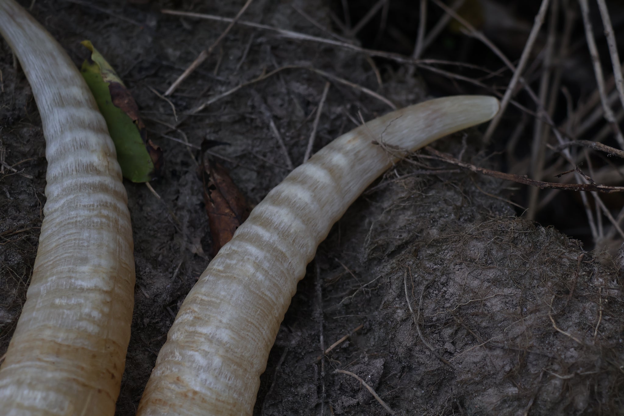 Goat Horns