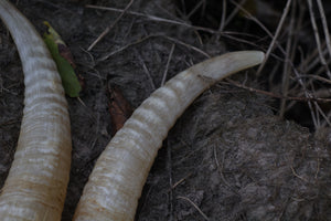 Goat Horns