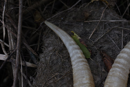 Goat Horns