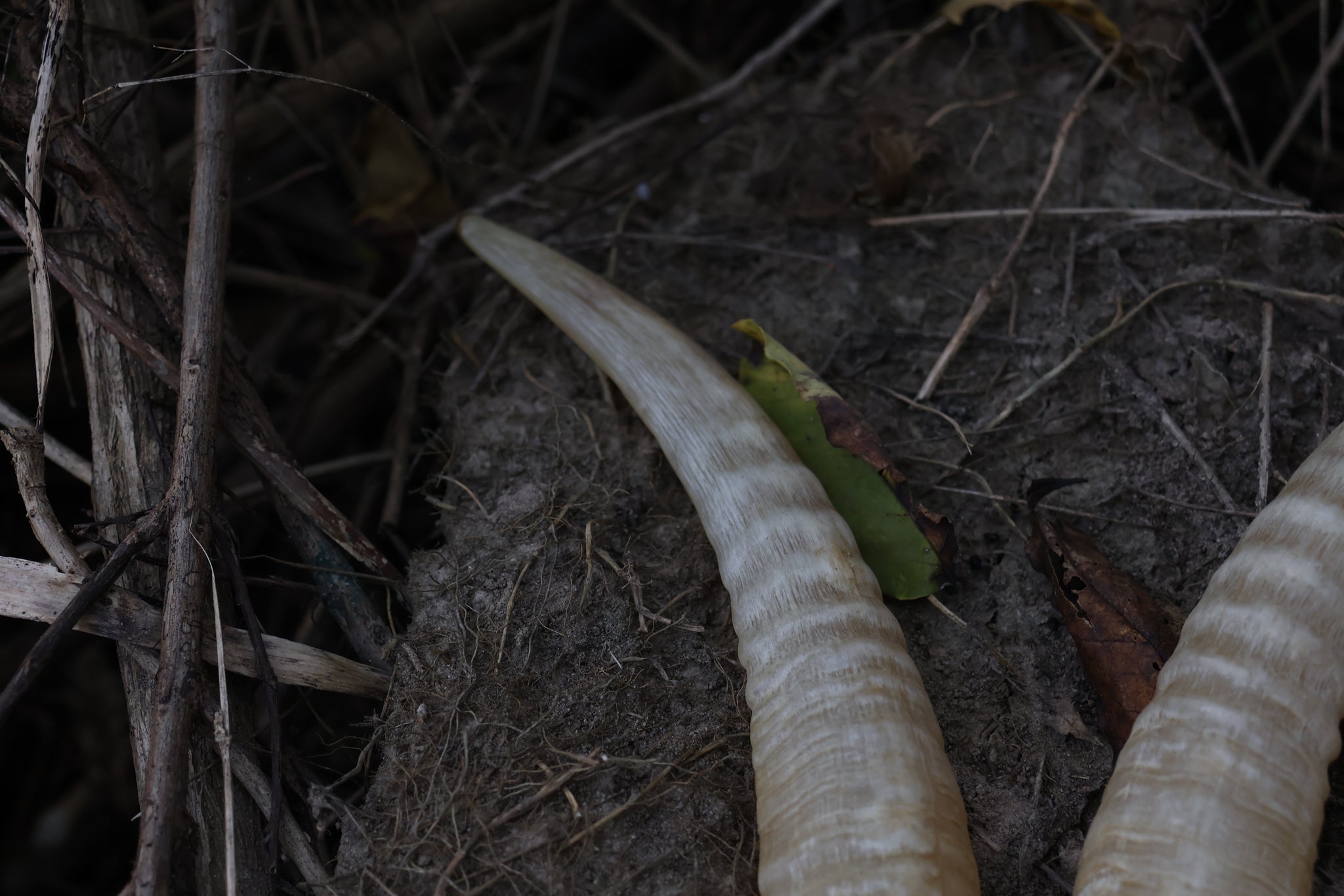 Goat Horns