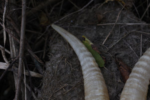 Goat Horns