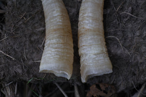 Goat Horns