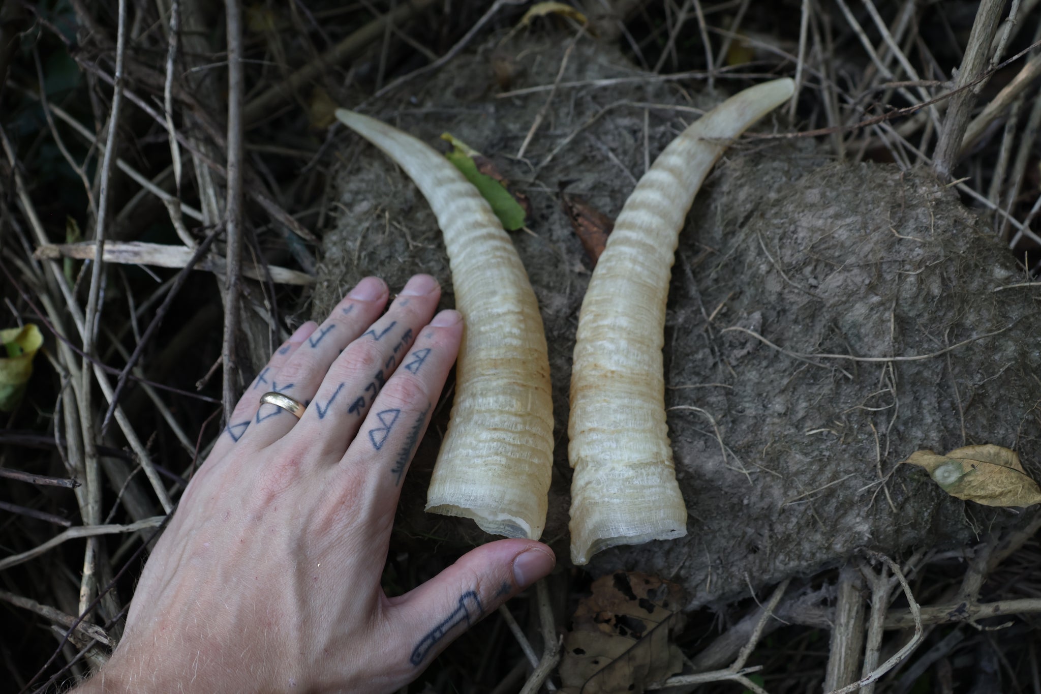 Goat Horns