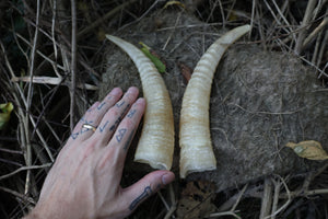 Goat Horns