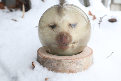 Birch Bound Opossum Crystal Ball
