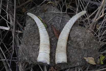 Goat Horns