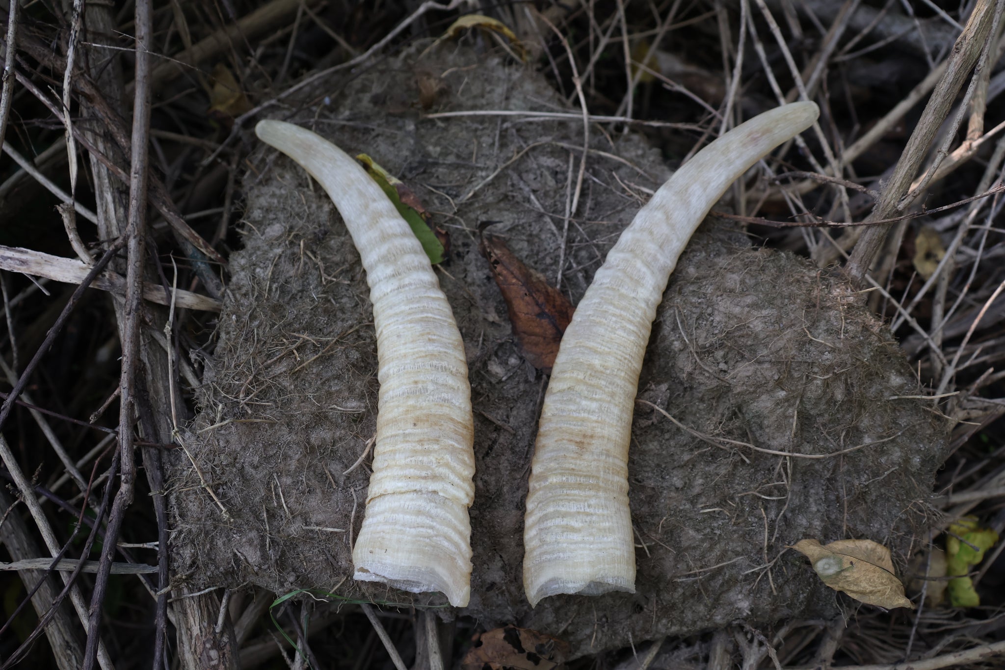 Goat Horns