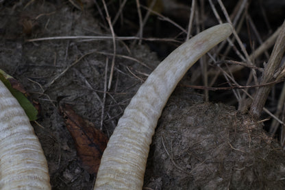 Goat Horns