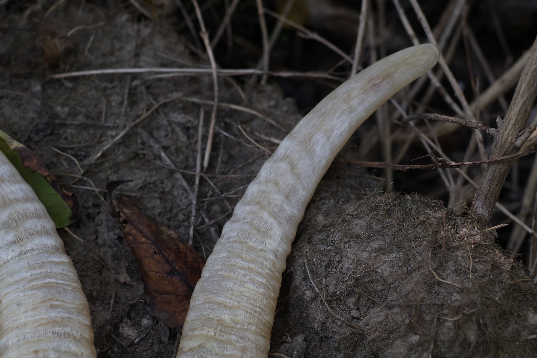 Goat Horns