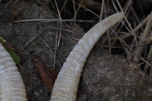 Goat Horns