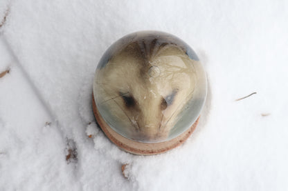 Birch Bound Opossum Crystal Ball