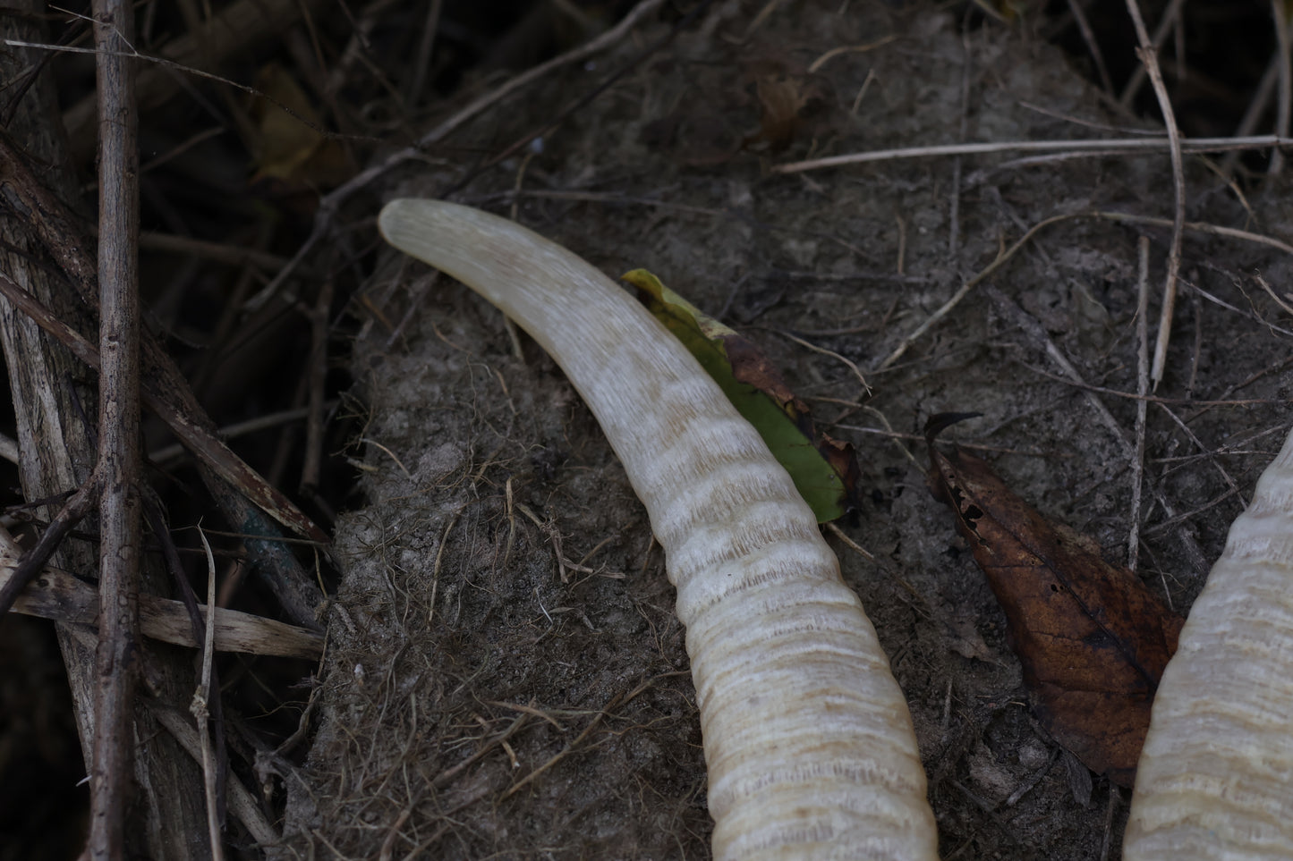 Goat Horns