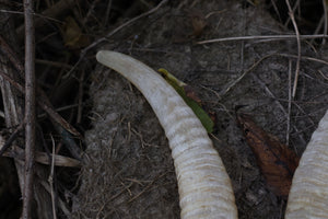 Goat Horns