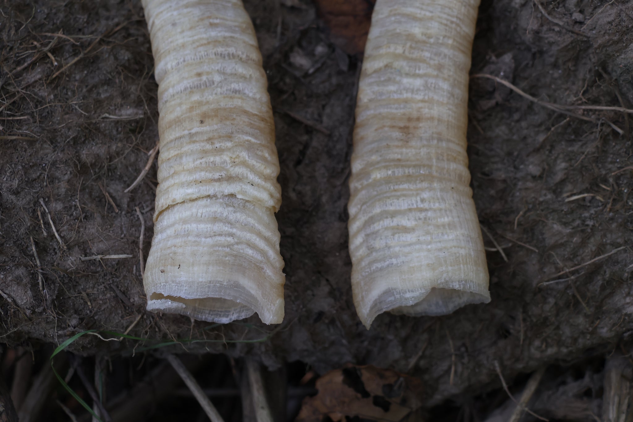 Goat Horns
