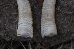 Goat Horns