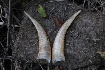 Goat Horns