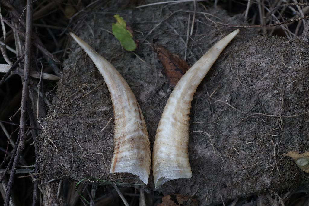 Goat Horns