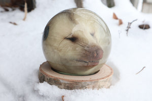 Birch Bound Opossum Crystal Ball