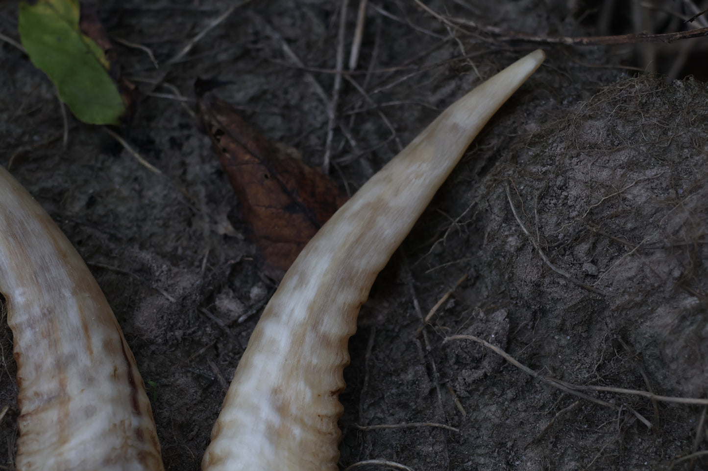 Goat Horns