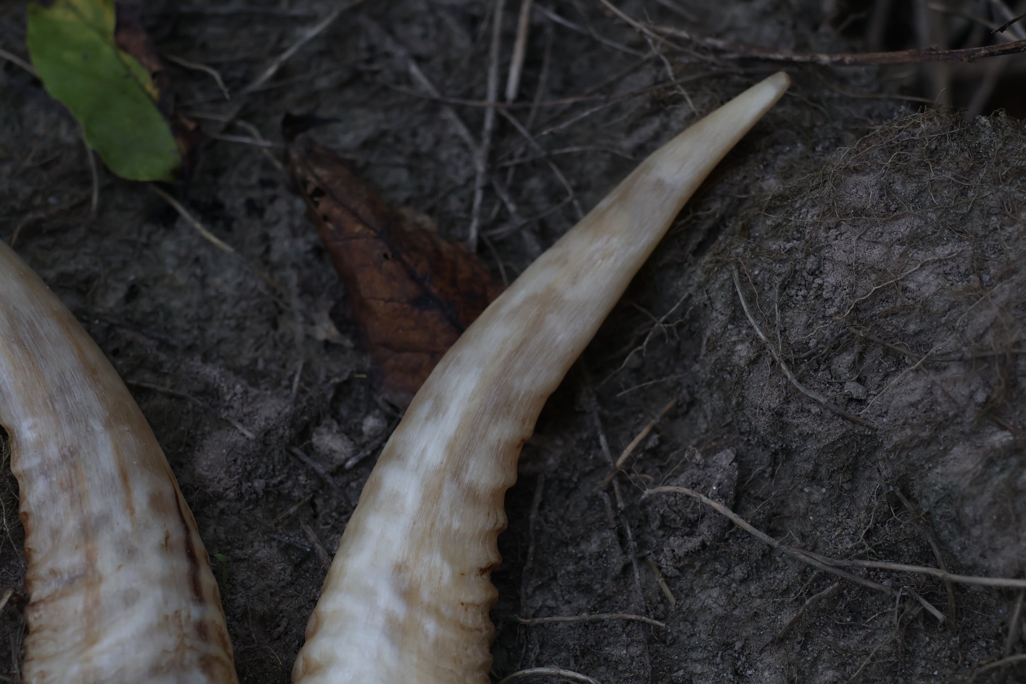 Goat Horns