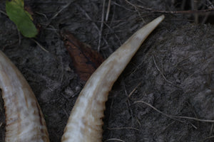 Goat Horns