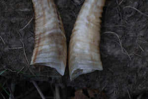 Goat Horns