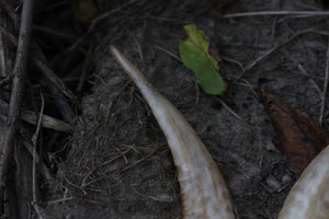 Goat Horns