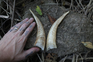 Goat Horns