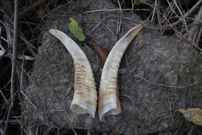 Goat Horns