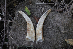 Goat Horns