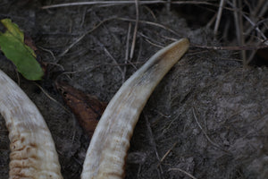 Goat Horns