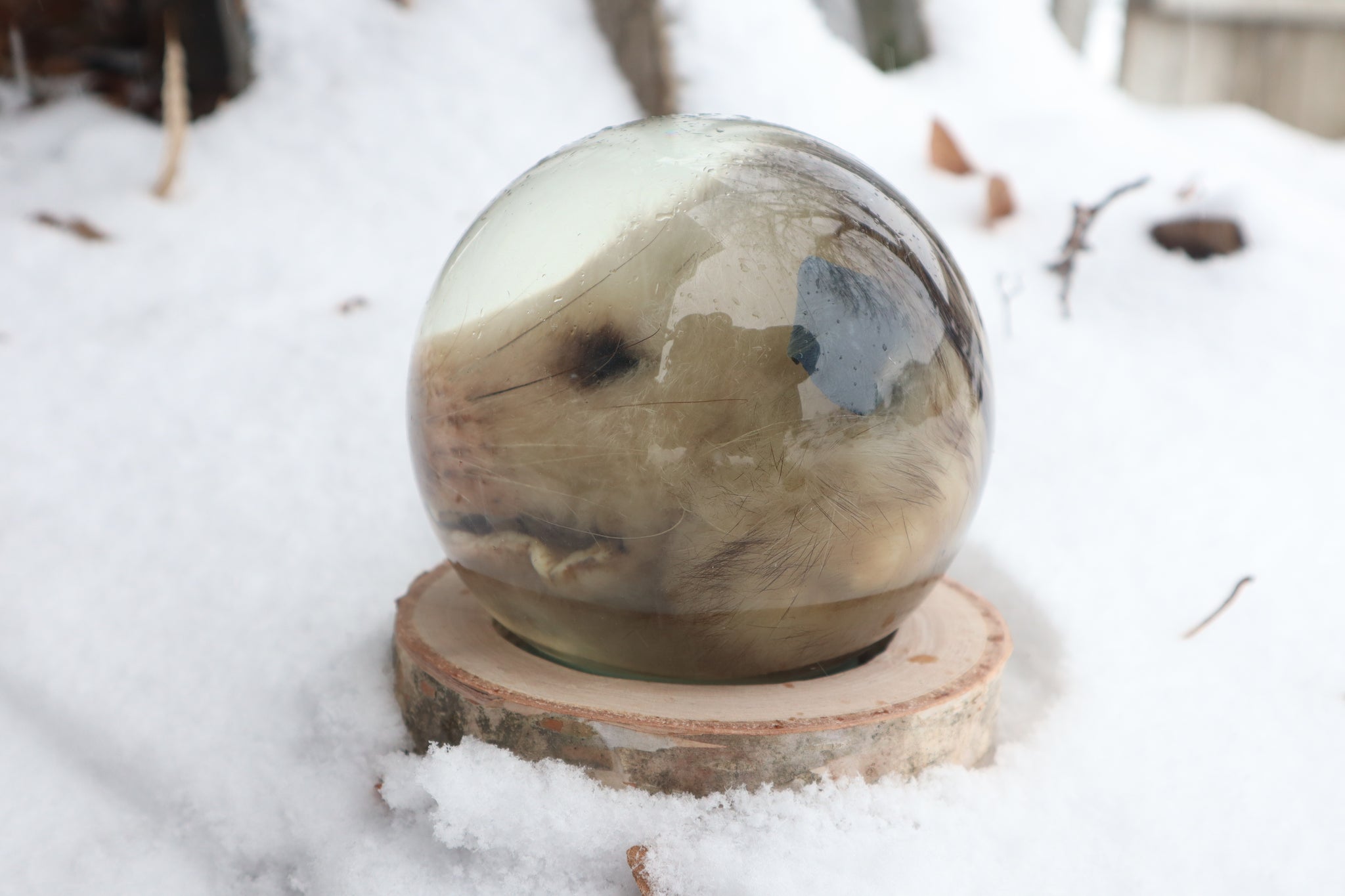 Birch Bound Opossum Crystal Ball