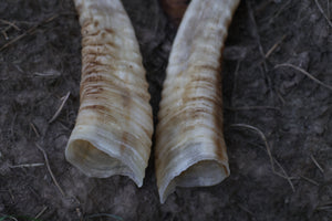 Goat Horns