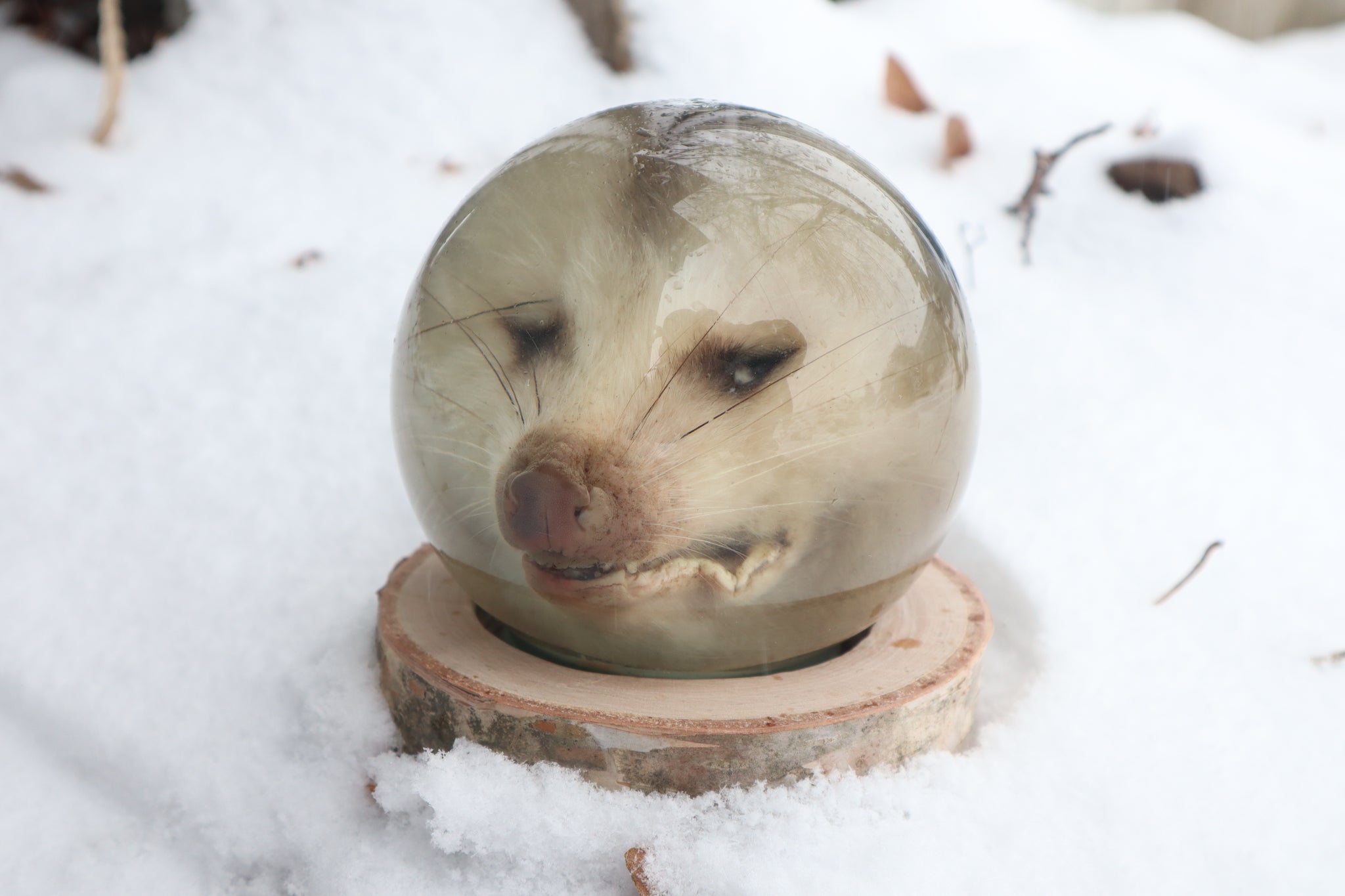 Birch Bound Opossum Crystal Ball