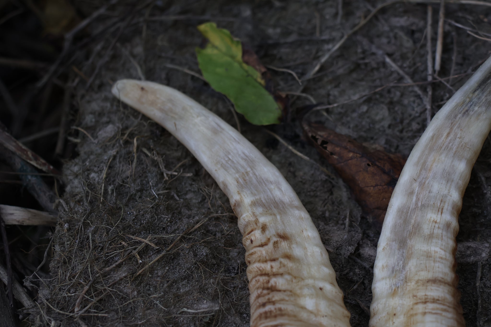 Goat Horns