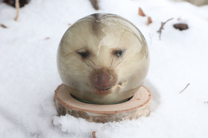 Birch Bound Opossum Crystal Ball