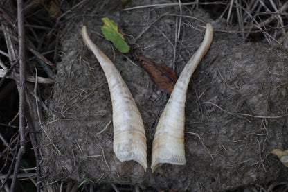 Goat Horns