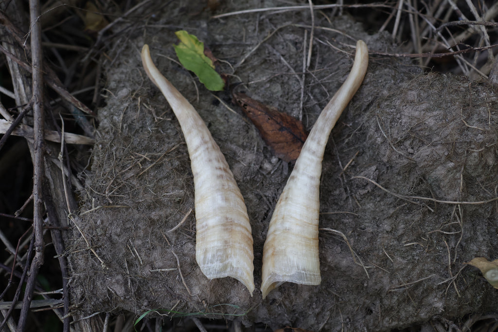 Goat Horns