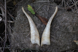 Goat Horns
