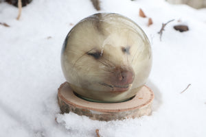 Birch Bound Opossum Crystal Ball